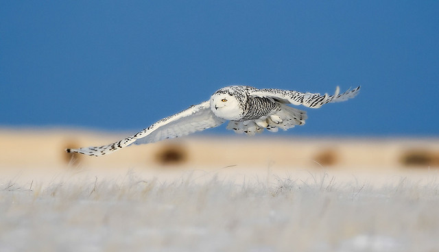 bird-nature-beach-snow-winter picture material