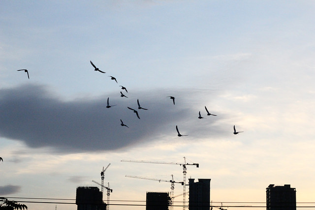 bird-sky-no-person-seagulls-flight picture material