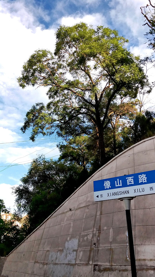 tree-environment-nature-no-person-outdoors 图片素材