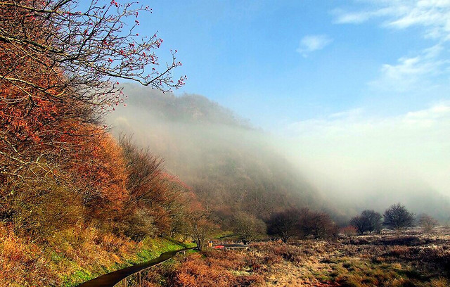 fall-no-person-landscape-fog-tree 图片素材