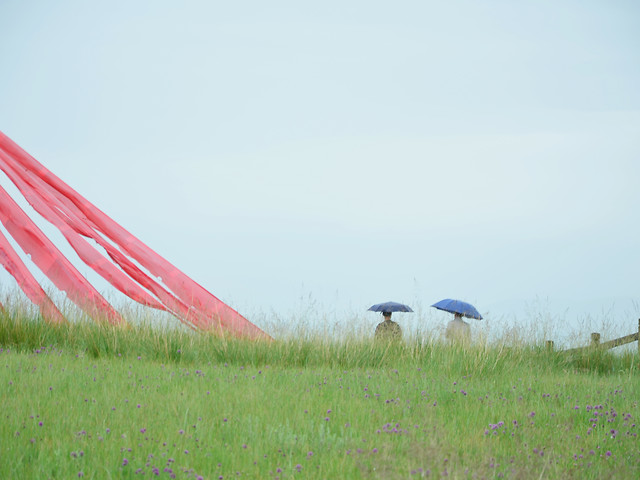 grass-nature-grassland-no-person-outdoors 图片素材