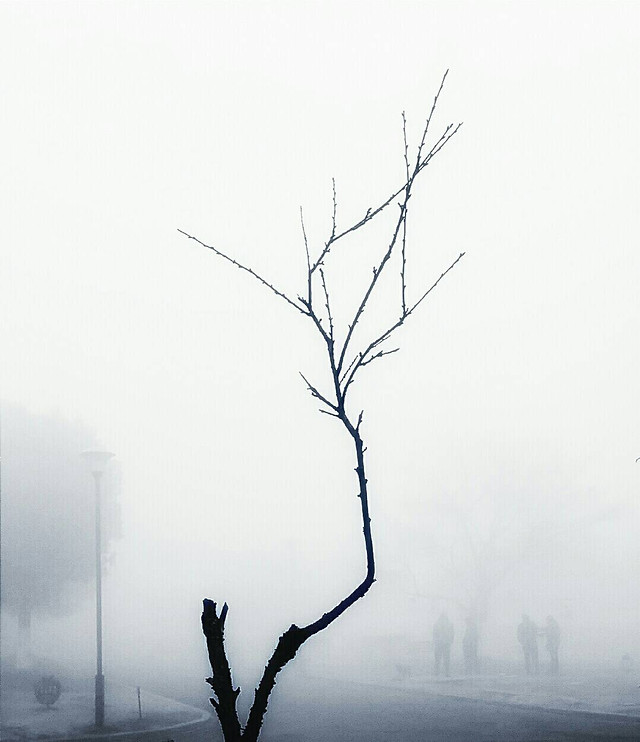 winter-fog-tree-snow-no-person 图片素材