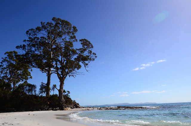 sky-tree-sea-water-ocean picture material