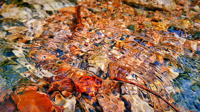 no-person-nature-desktop-seafood-water picture material