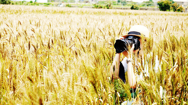 cereal-wheat-field-pasture-rural 图片素材