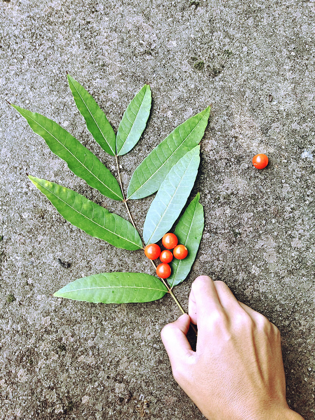 leaf-nature-flora-tree-no-person 图片素材