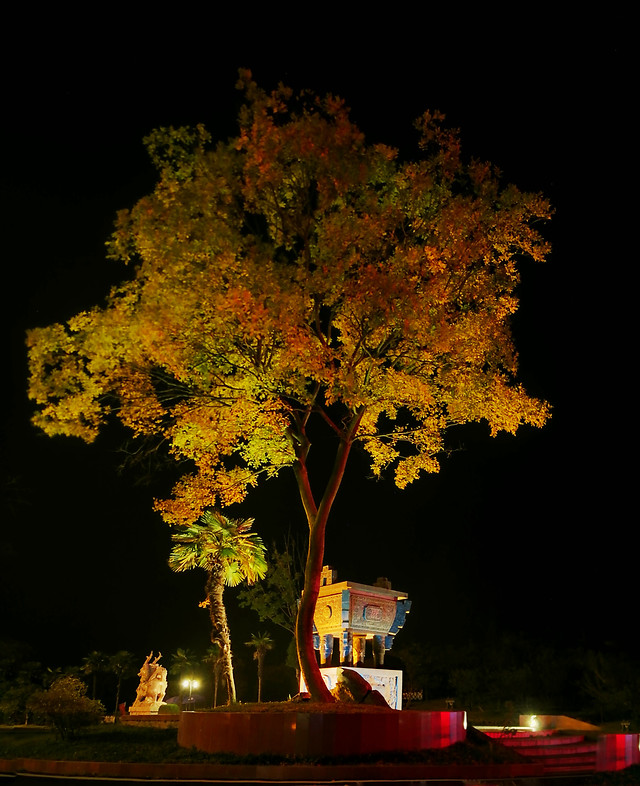 fall-no-person-tree-leaf-nature picture material