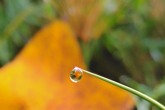 blur-leaf-no-person-flora-nature picture material