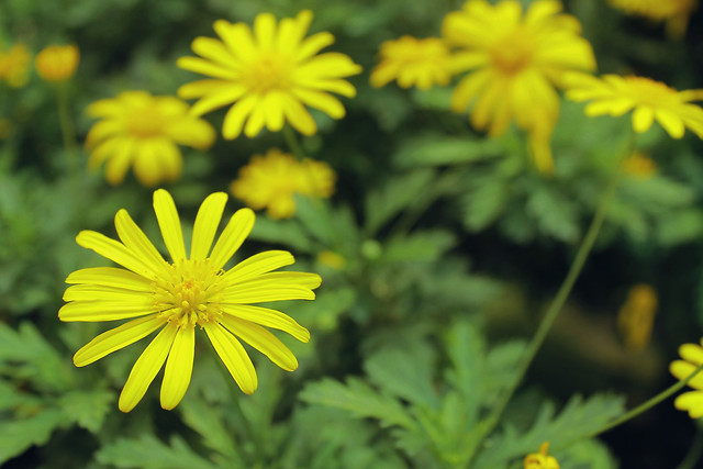 nature-summer-flower-no-person-flora picture material