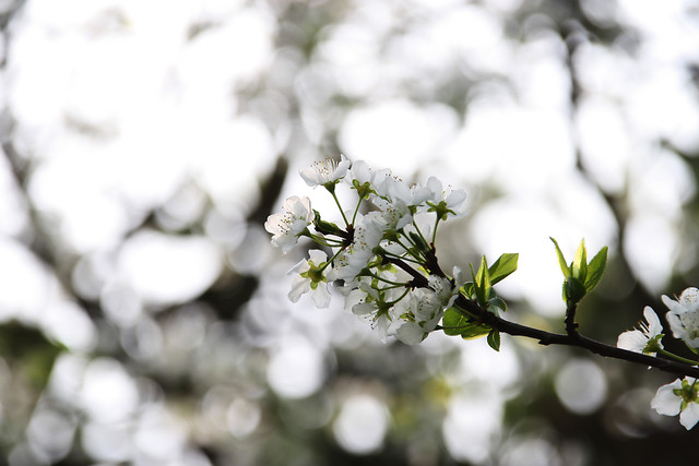 flower-nature-tree-cherry-apple picture material