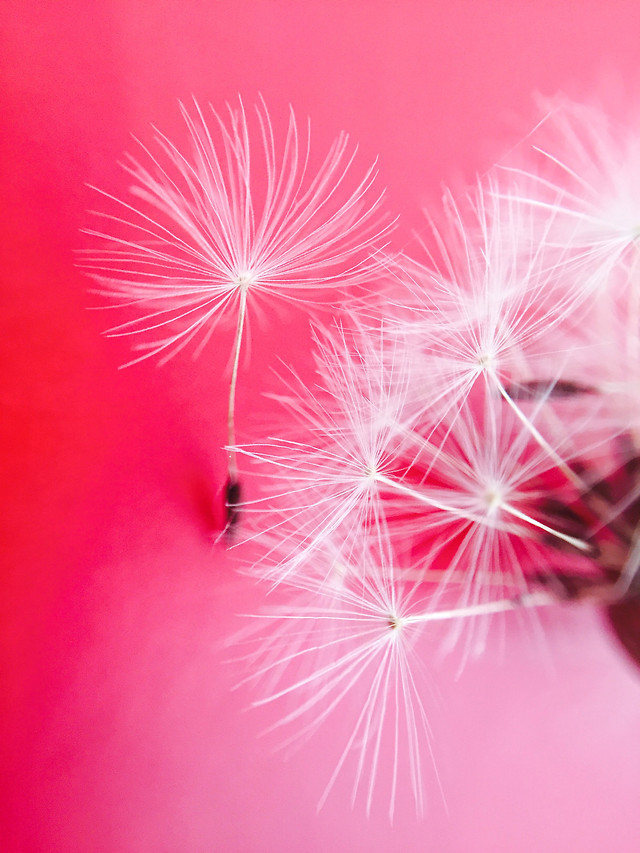 bright-dandelion-christmas-pink-no-person 图片素材