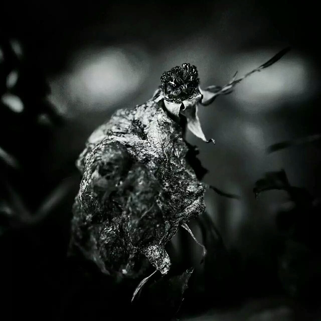 monochrome-winter-invertebrate-insect-black-and-white 图片素材