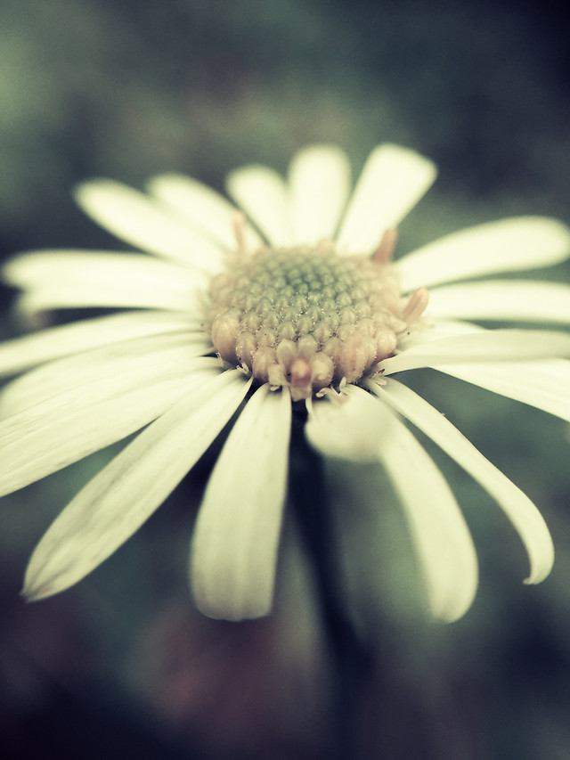 nature-flower-no-person-flora-summer 图片素材