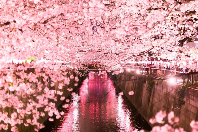 cherry-flower-no-person-nature-pink 图片素材