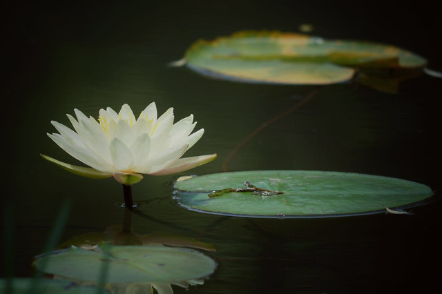 pool-lotus-flower-lily-no-person 图片素材