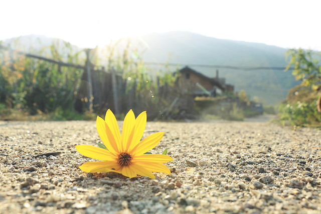 nature-summer-no-person-flower-yellow picture material