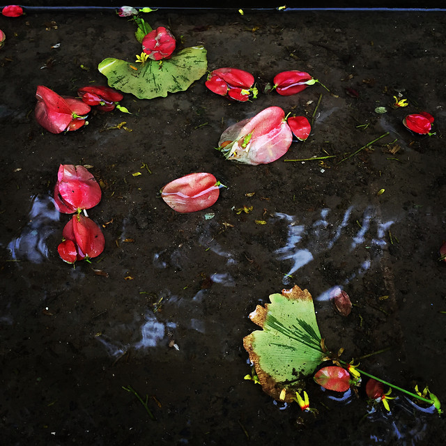 flower-leaf-red-garden-nature picture material