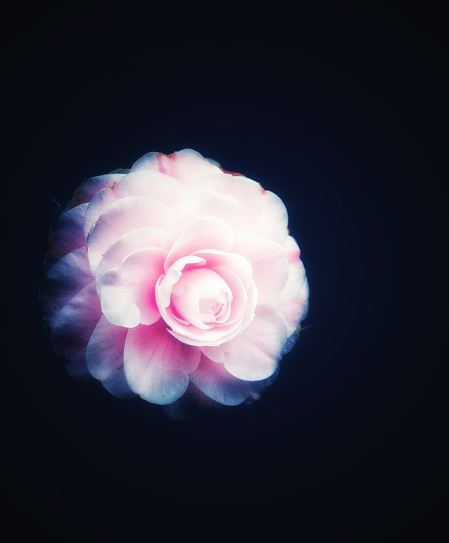 flower-desktop-pink-beautiful-color 图片素材