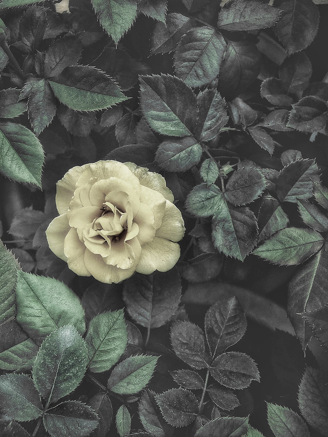 leaf-flora-nature-flower-no-person 图片素材