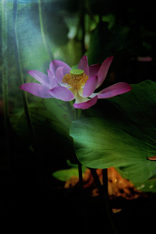 flower-flora-leaf-lotus-lily 图片素材