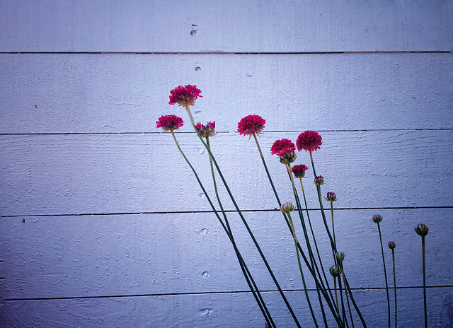 flower-flora-color-nature-red picture material