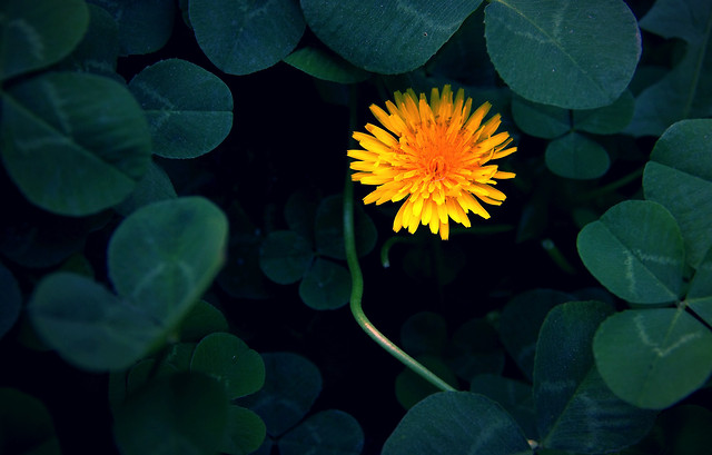 flower-leaf-nature-no-person-summer picture material