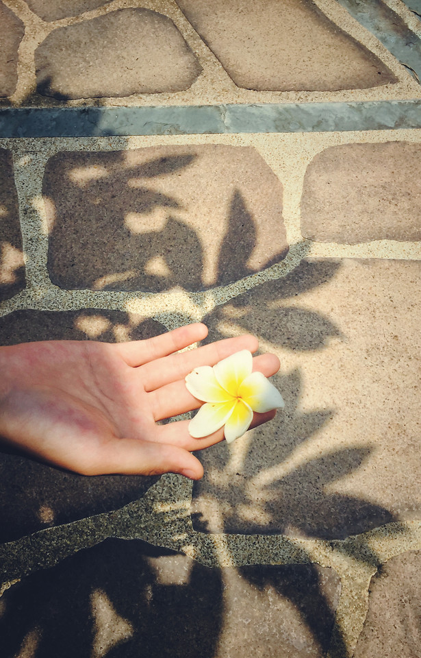 yellow-texture-flower-desktop-nature 图片素材