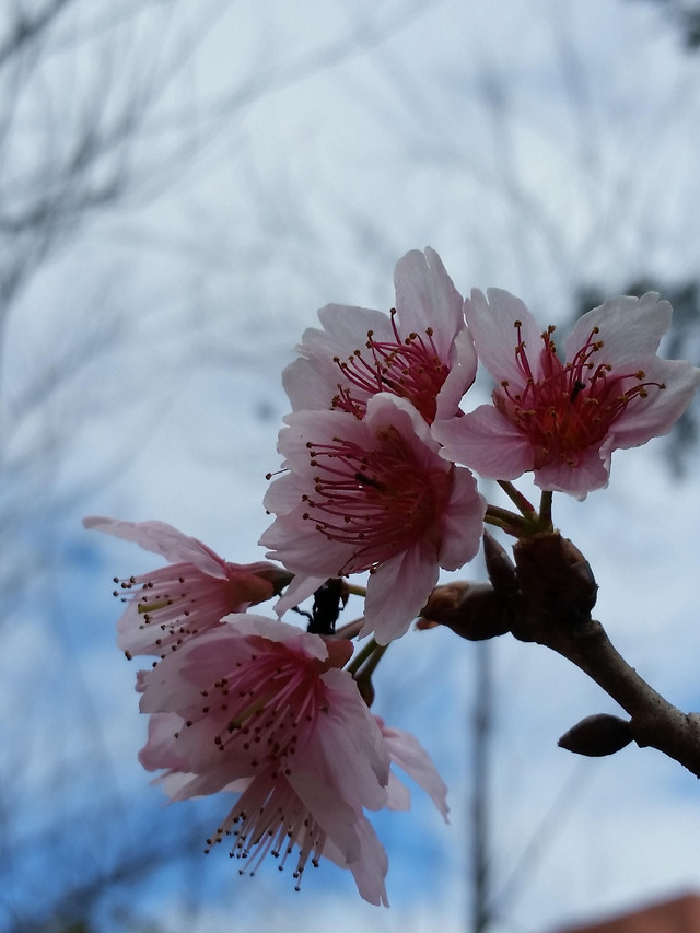 flower-no-person-cherry-nature-branch picture material