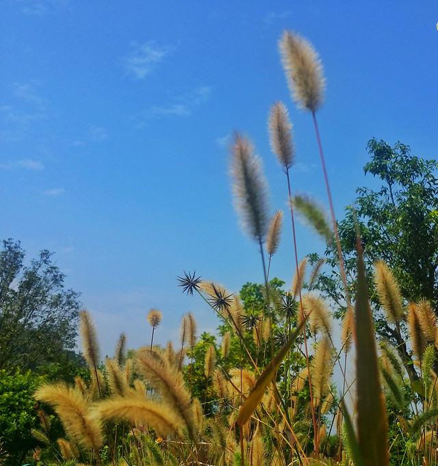 summer-nature-sun-growth-no-person 图片素材