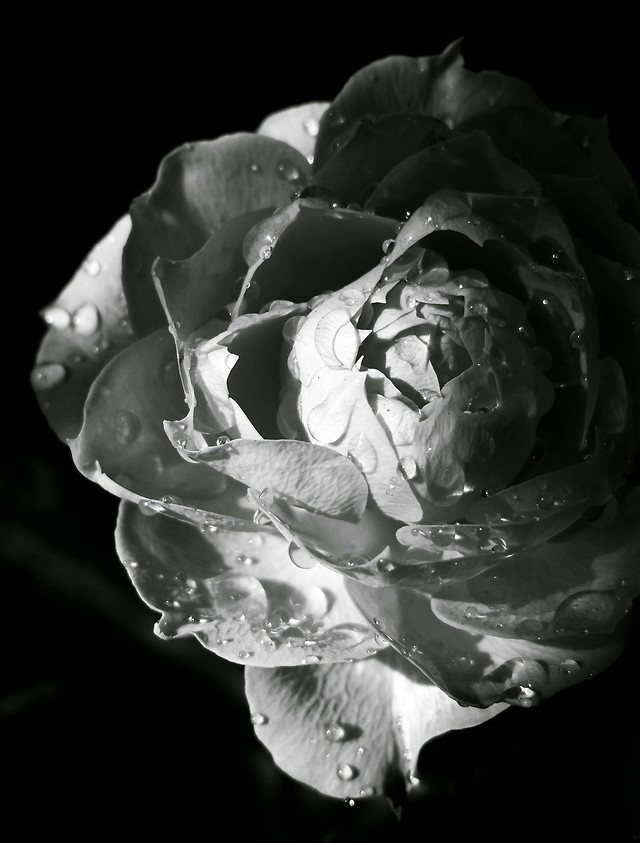 monochrome-no-person-one-flower-rose picture material
