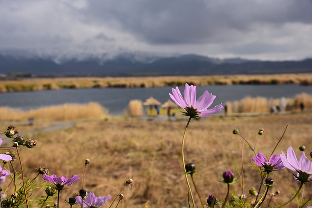 nature-flower-summer-no-person-field picture material