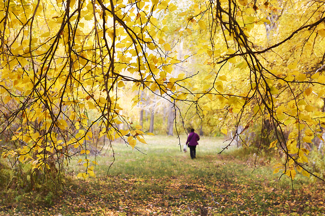 fall-tree-leaf-landscape-wood picture material