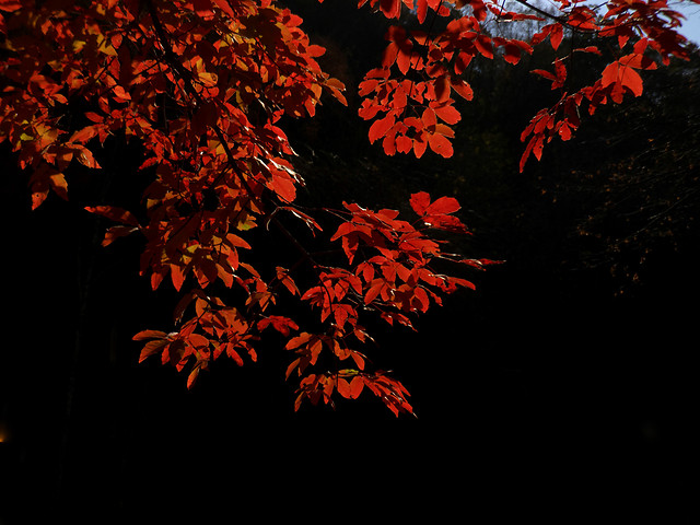 no-person-fall-leaf-tree-maple picture material