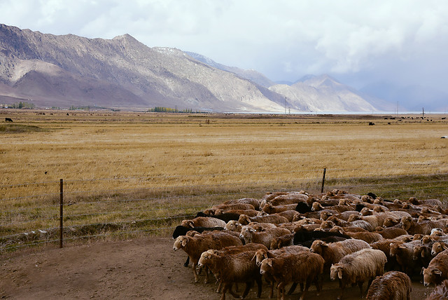 sheep-no-person-agriculture-herd-landscape picture material