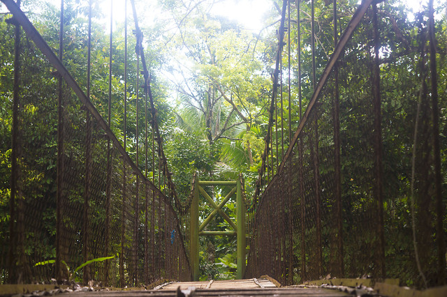 wood-bridge-no-person-tree-nature 图片素材