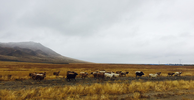 no-person-landscape-outdoors-grassland-mammal 图片素材