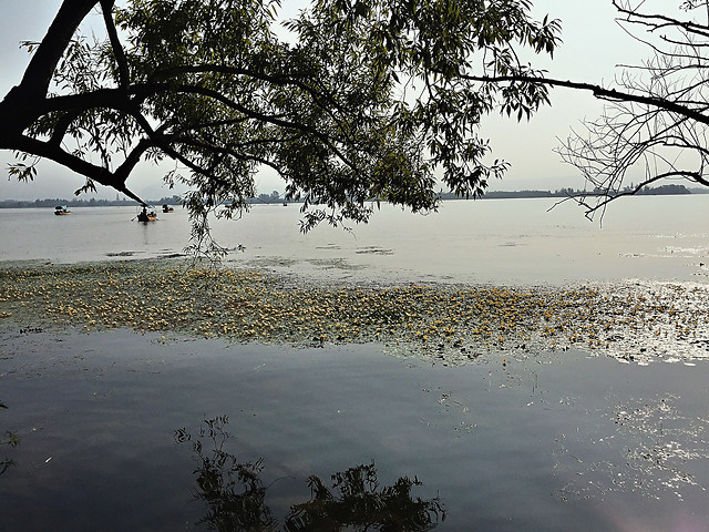 tree-landscape-water-winter-beach 图片素材