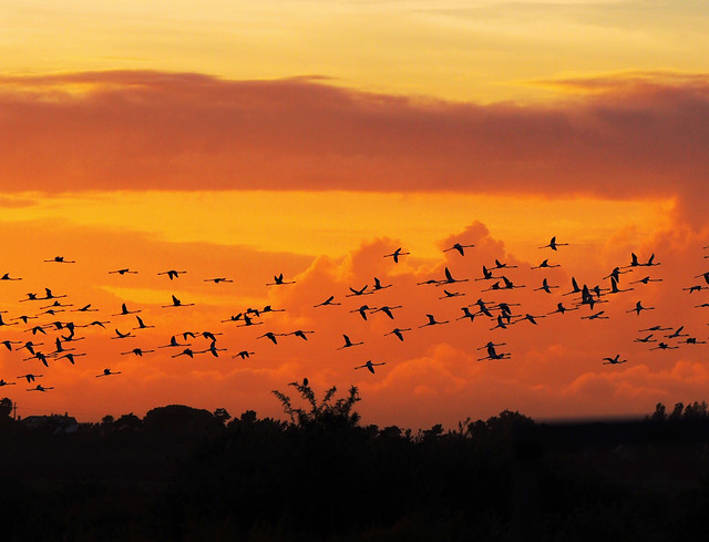 sunset-dawn-landscape-silhouette-sun picture material