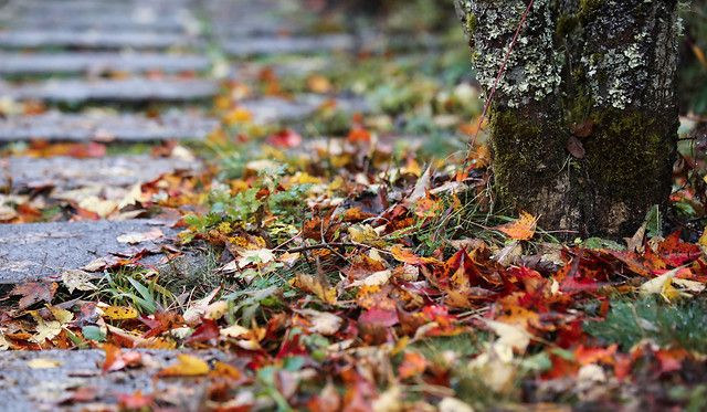 fall-leaf-nature-season-tree 图片素材