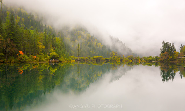 tree-water-nature-landscape-fog 图片素材