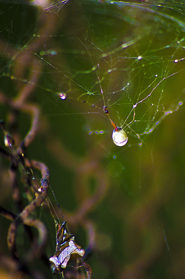 spider-spiderweb-arachnid-insect-nature picture material