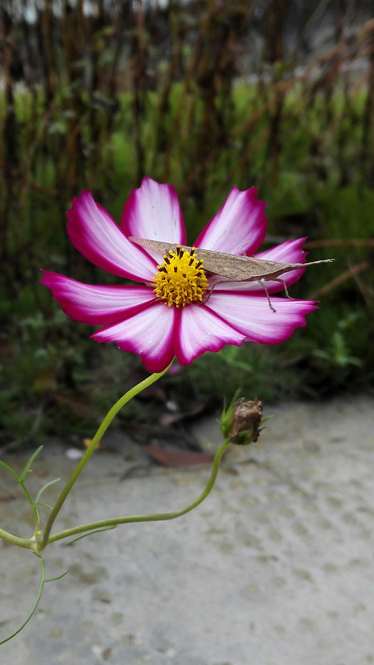 nature-flower-no-person-summer-flora 图片素材