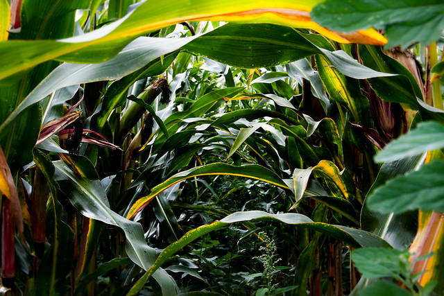 nature-leaf-no-person-flora-tropical 图片素材