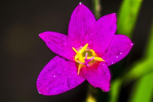 flower-flora-plant-pink-flowering-plant 图片素材