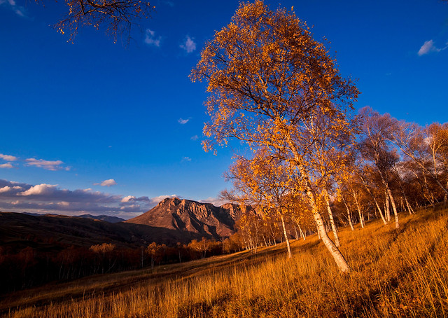 landscape-fall-tree-wood-nature 图片素材