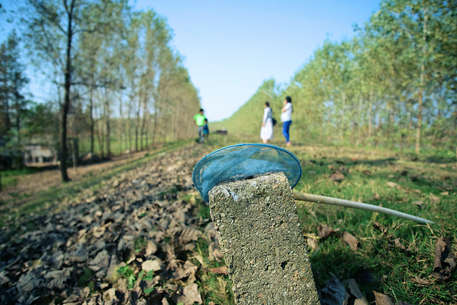 nature-outdoors-tree-landscape-summer picture material