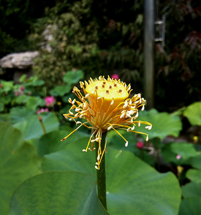 flower-nature-leaf-flora-no-person 图片素材