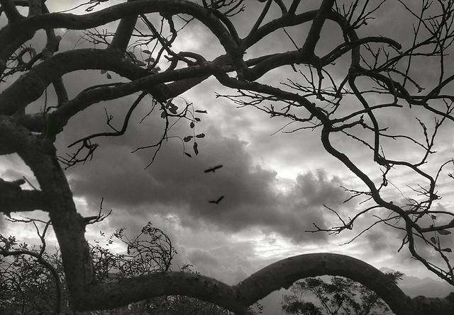 tree-no-person-wood-branch-sky picture material