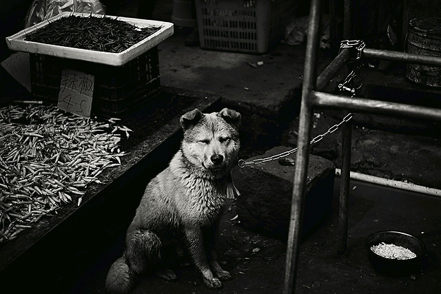 no-person-people-one-black-mammal picture material