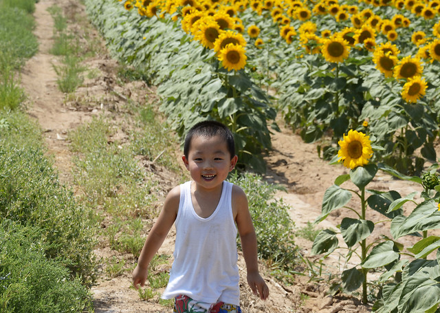 sunflower-summer-outdoors-flower-nature picture material